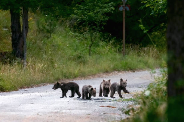 Marsican bear cubs, a protected species typical of central Italy. Animals in the wild in their natural habitat, in the Abruzzo region of Italy.