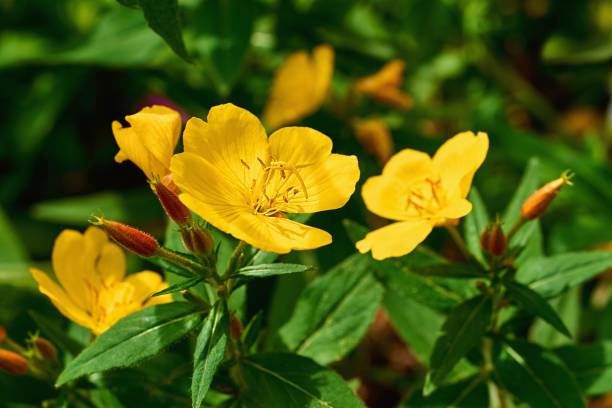 istock yellow flower enotera 1262315930