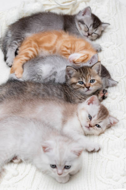 istock Six British kittens sleep together 1262316976