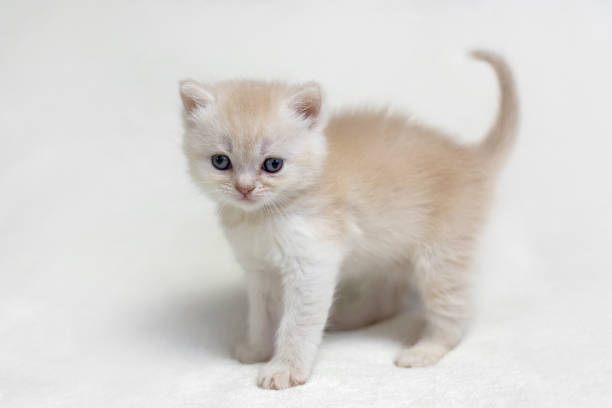 istock various british kittens sitting on white plaid 1262317383
