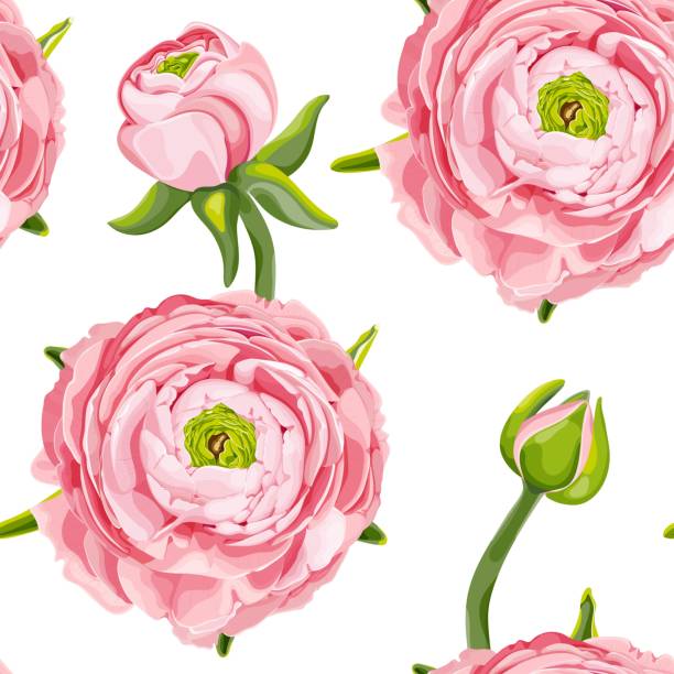 ilustrações, clipart, desenhos animados e ícones de ranúnculo (buttercup). padrão floral sem emendas com flores rosas e botões ranunculus. - família do ranúnculo
