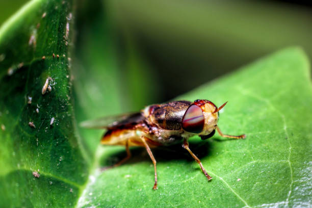 istock close-up of flies on the leaf 1262319147