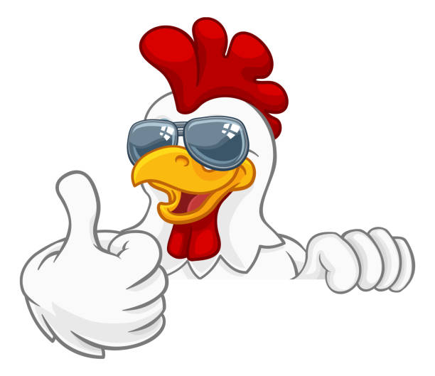 Chicken Rooster Cockerel Bird Sunglasses Cartoon A chicken rooster cockerel bird cartoon character in cool shades or sunglasses peeking over a sign and giving a thumbs up chicken thumbs up design stock illustrations