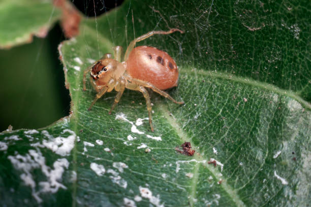 istock close-up of spider on leaf 1262319831