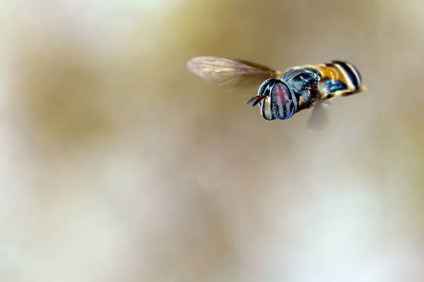 istock close-up of fruit flies on a branch 1262322801