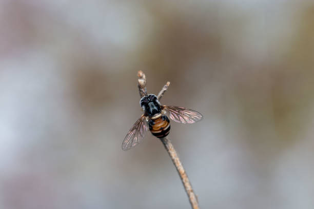 istock close-up of flies 1262322899