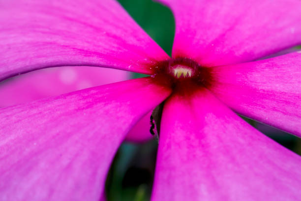 istock Tread Dara flower is an annual shrub originating from Madagascar 1262326177