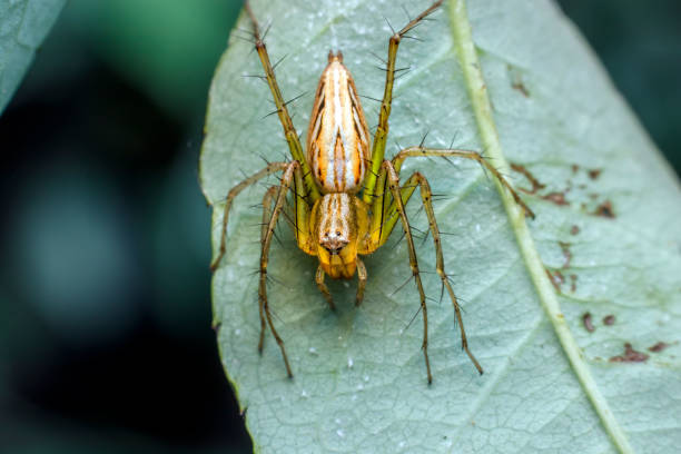 istock close-up of spider on a leaf 1262326995
