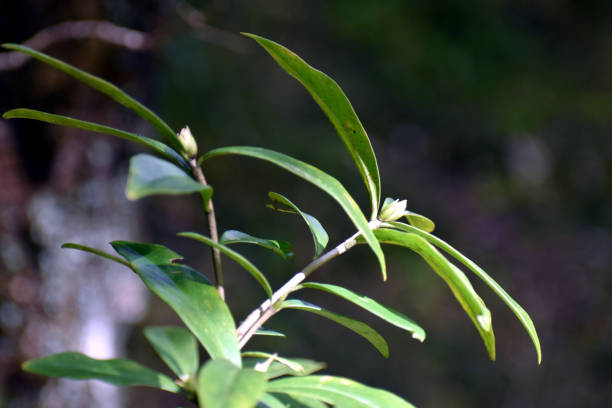 istock Beautiful picture of green leaf 1262327029