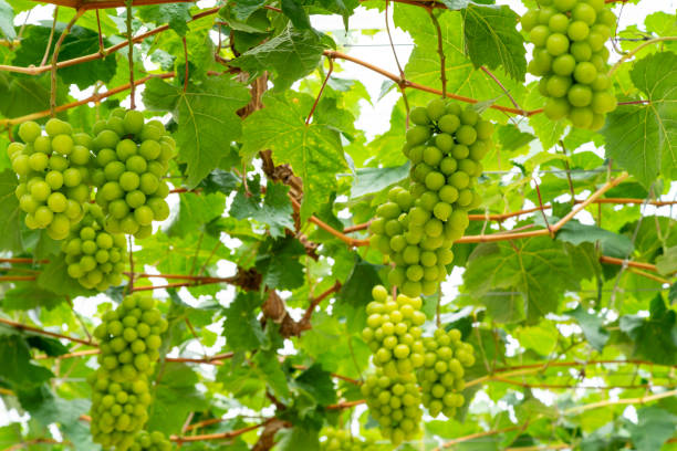 grape field in greenhouse of Okayama,Japan fruit okayama prefecture stock pictures, royalty-free photos & images