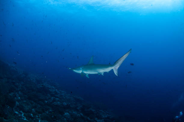istock hammerhead shark, reef shark , nurse shark , white shark 1262330789