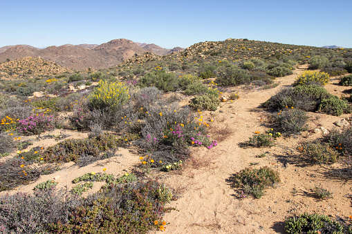 A trail winding through the Namaqualand veld, in late spring, with some of the last wildflowers of the season still in bloom, Goegap Nature Reserve, Northern Cape South Africa