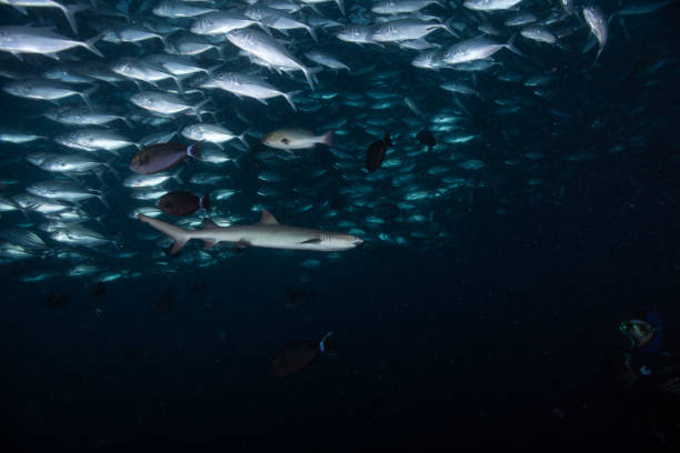 istock hammerhead shark, reef shark , nurse shark , white shark 1262331510