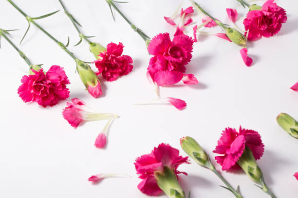istock beautiful blooming carnation flowers on a white background. 1262331923