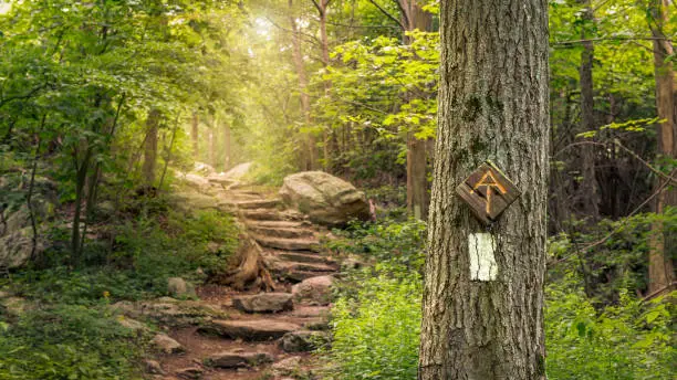 Photo of Rock steps along the Appalachian Trail in Stokes State Forest New Jersey