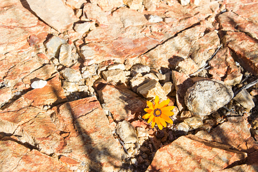 A single  Namaqua parachute daisy also known as the Springbok rock-ursinia, growing in a crack in a rock, in the Goegap Nature Reserve, South Africa