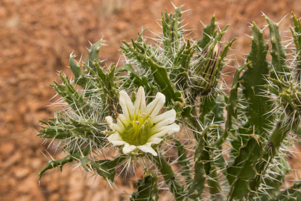 Honey bush Flower, Codon Royenii