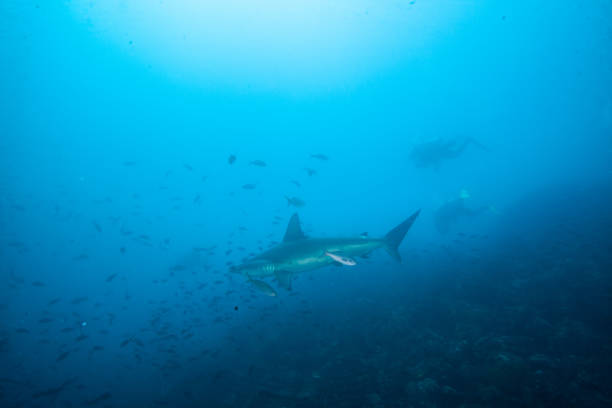istock hammerhead shark, reef shark , nurse shark , white shark 1262332333