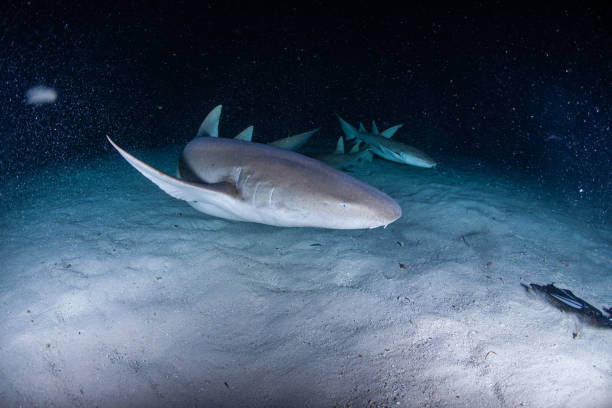 istock hammerhead shark, reef shark , nurse shark , white shark 1262334825