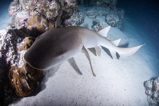 Reef Shark, Hammerhead shark, underwater ocean life.