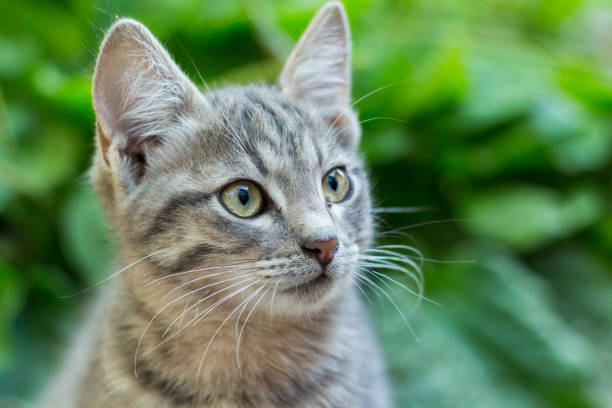 istock homeless little fluffy gray kitten with blue eyes 1262335110