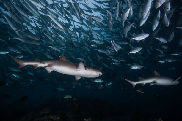 istock hammerhead shark, reef shark , nurse shark , white shark 1262335214