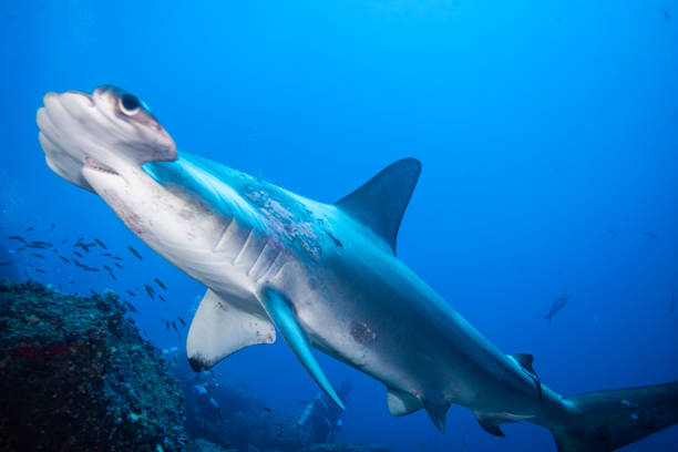 istock hammerhead shark, reef shark , nurse shark , white shark 1262335231