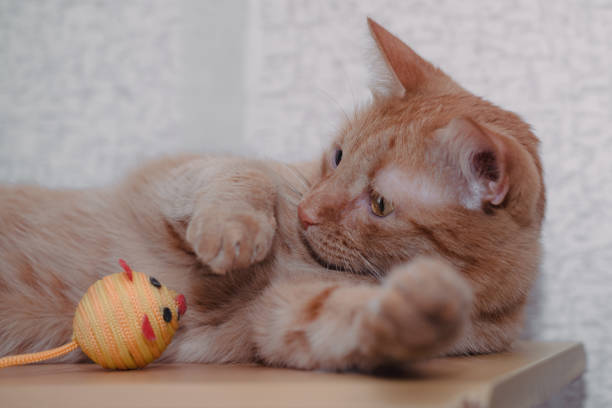 istock Red striped cat plays with a toy little mouse 1262335753