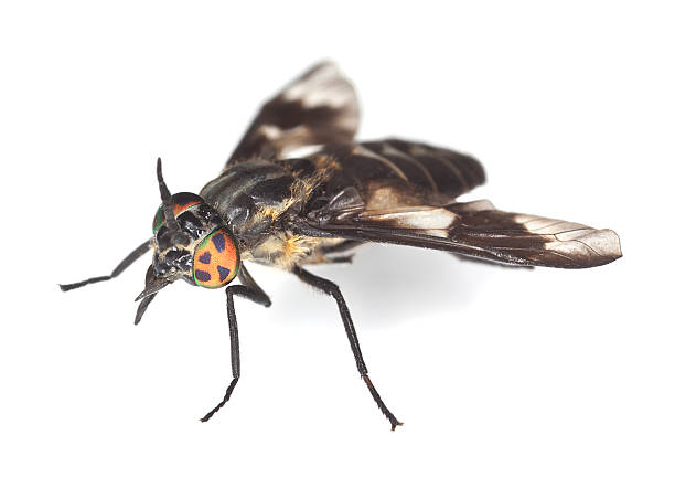 Twin-lobed deerfly (Chrysops relictus) isolated on white background
