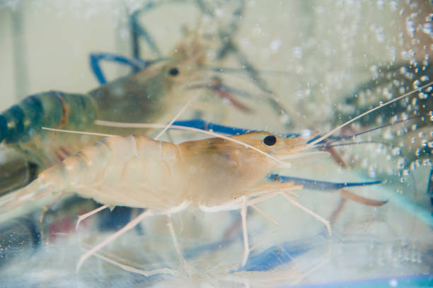 istock Crayfish underwater in the aquarium 1262336868