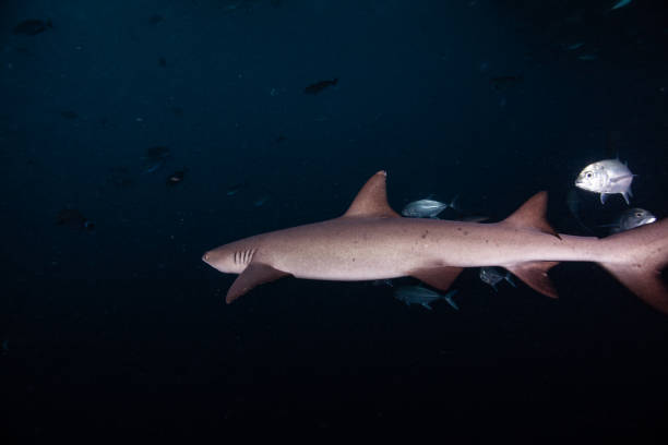istock hammerhead shark, reef shark , nurse shark , white shark 1262336872