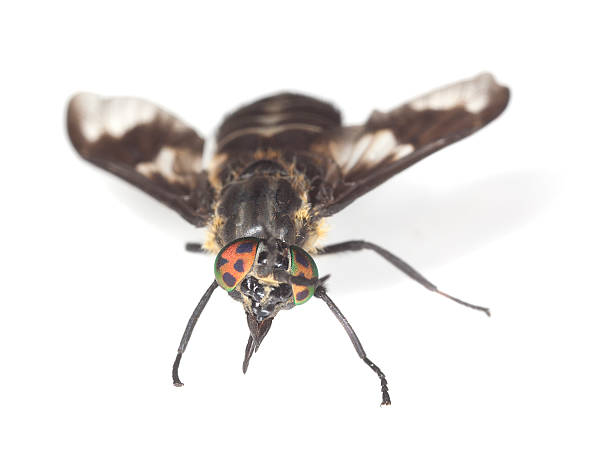 Twin-lobed deerfly (Chrysops relictus) isolated on white background