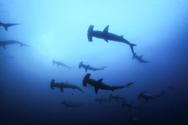 istock hammerhead shark, reef shark , nurse shark , white shark 1262338471