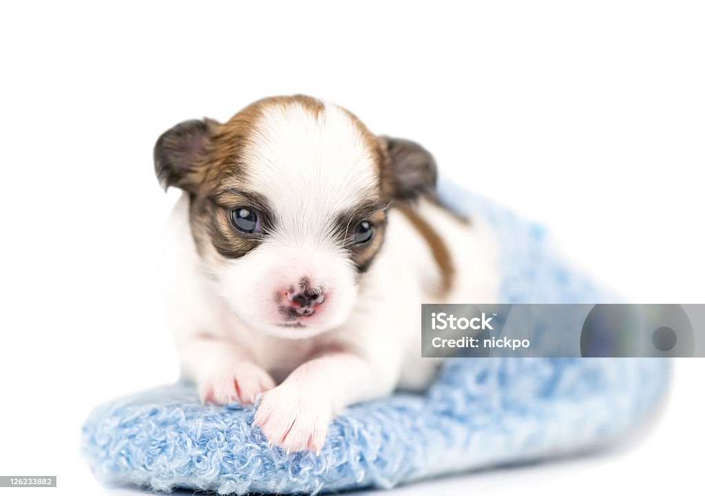 sweet Chihuahua puppy in blue slipper close-up three weeks old Chihuahua puppy in blue slipper close-up on white background (shallow focus) Animal Stock Photo