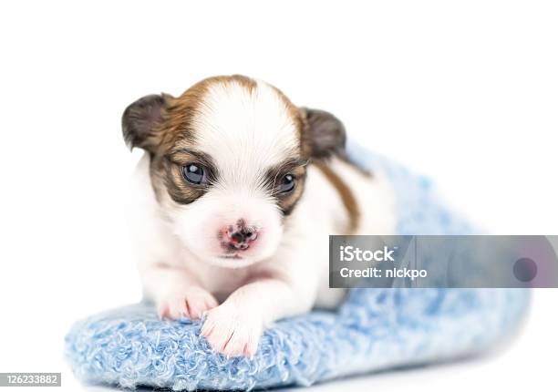 Sweet Chihuahua Puppy In Blue Slipper Closeup Stock Photo - Download Image Now - Animal, Animal Body Part, Animal Head