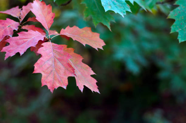 istock Autumn red oak tree leaves in the forest 1262338975