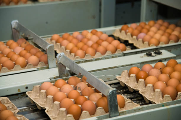 istock Poultry farm. Modern farming. Fresh brown eggs on a transportation line 1262339034