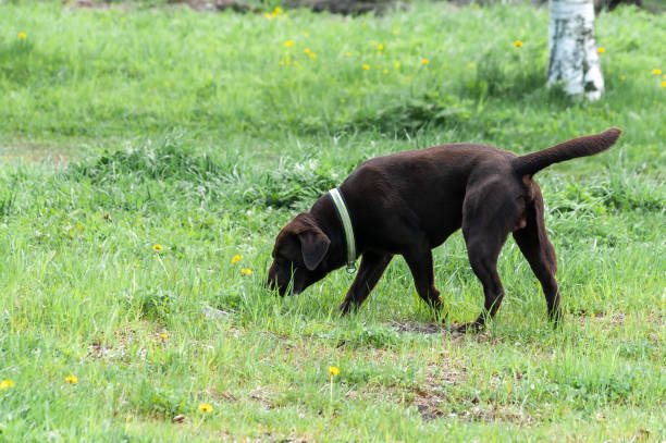 istock black Labrador during a summer walk. Labrador on the green lawn 1262339785