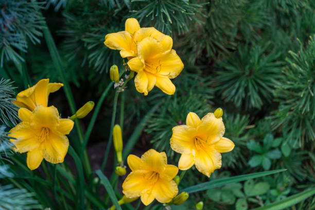 zbliżenie jasnożółto-pomarańczowej daylily hemerocallis hybrida stella de oro na zielonym tle liści w wiosennym ogrodzie. selektywne skupienie. jest miejsce na tekst - daylily zdjęcia i obrazy z banku zdjęć