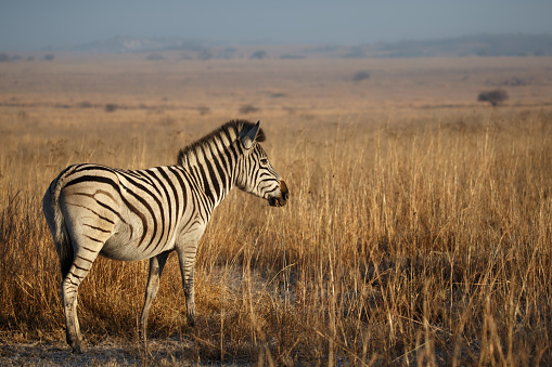 one Zebra looking at camera in the wild, Namibia