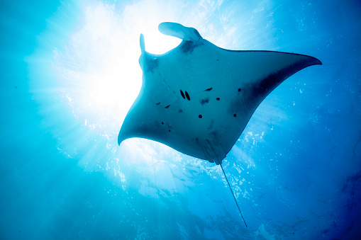 Manta ray floating underwater ocean.