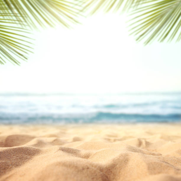 istock Green palm leaf on tropical sand beach with sea abstract background. 1262341750