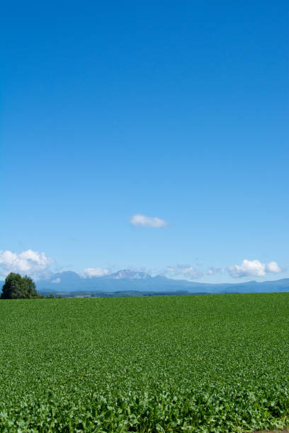 istock Green vegetable field and blue sky 1262344775