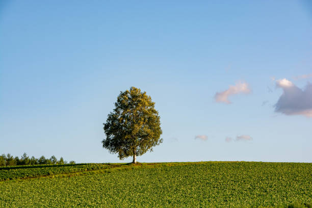 istock Birch tree standing on a green field in summer 1262345315