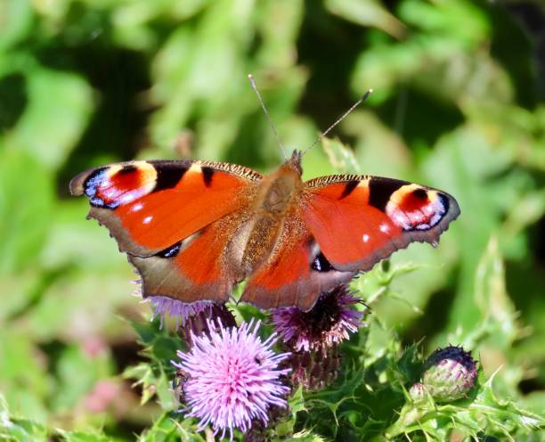 istock Beautiful Peacock Butterfly on Thistles 1262345321