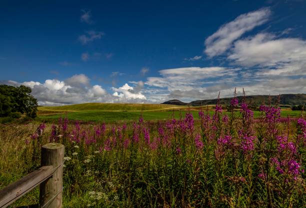 istock Fire Weed, Meadow & Old Fence. 1262346165