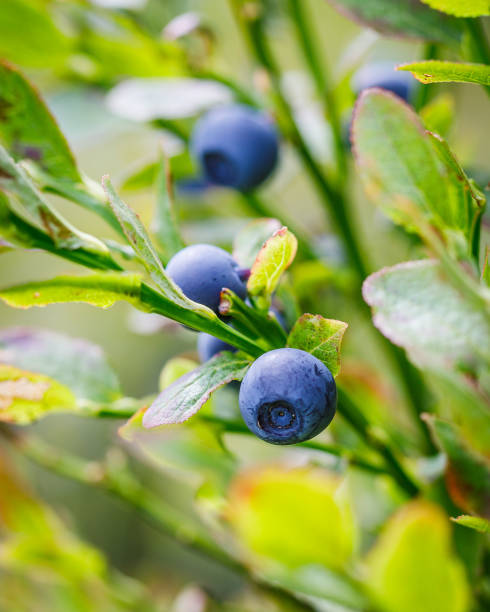 istock fresh blueberries in the forest macrophotography 1262346963