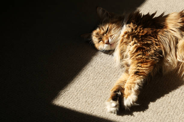 cat scratch on the bed