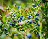 fresh blueberries in the forest macrophotography