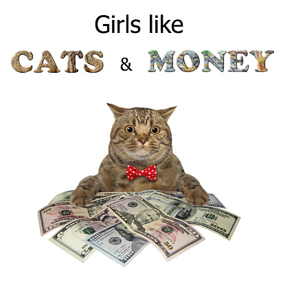 The beige big eyed cat in a red bow tie is sitting near a pile of dollars. Girls like cats and money. White background. Isolated.